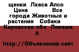 щенки  Лхаса Апсо › Цена ­ 20 000 - Все города Животные и растения » Собаки   . Кировская обл.,Леваши д.